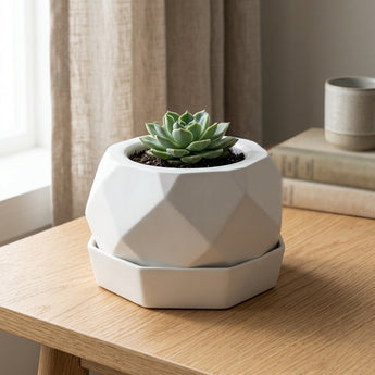 Faceted Planter + Drip Tray with a succulent on a desk — staged render